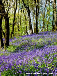 Photo: Mike Alexander