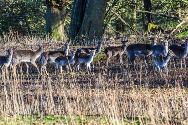 Fallow deer herd  Photo: Mike Alexander