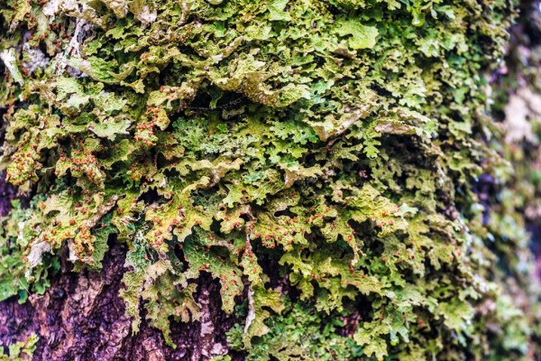 Photo: Mike Alexander