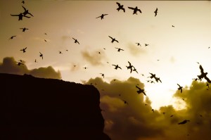 Photo: Mike Alexander