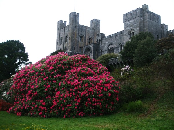 Penryhn Castle 2