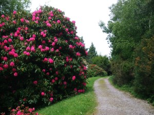 Rhody path