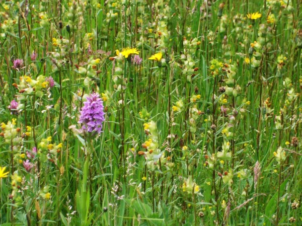 Orchid Meadow, Photo: Mike Howe