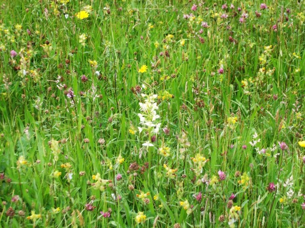 Orchid Meadow, Photo: Mike Howe