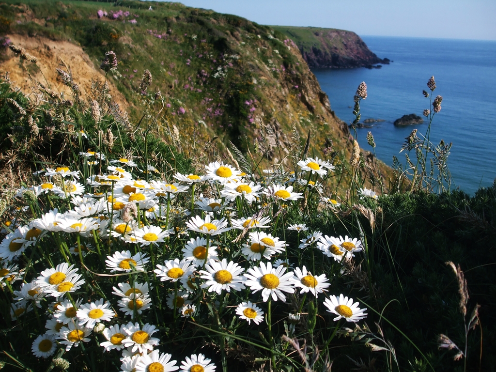 Sea Cliff Flowers | Mike Howe