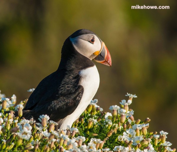 Photo: Mike Alexander