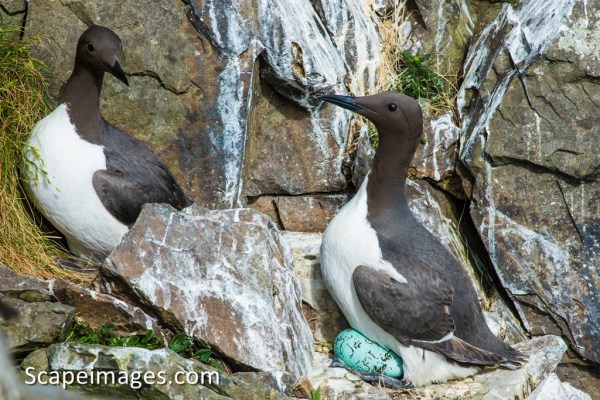 Photo: Mike Alexander, scapeimages.com