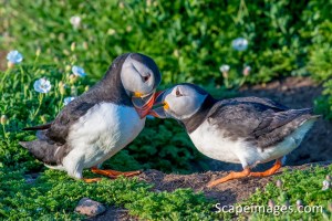 Photo: Mike Alexander, scapeimages.com