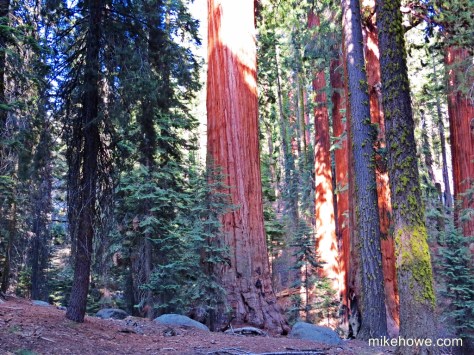 Sequoia grove