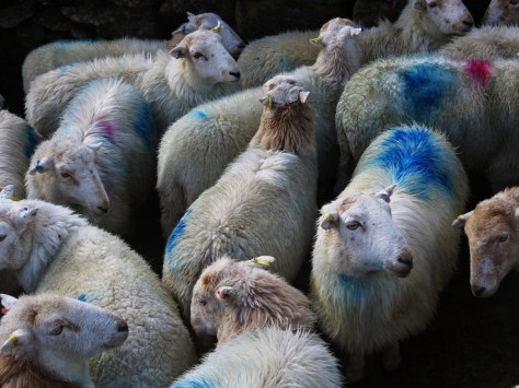 Dyed in the wool