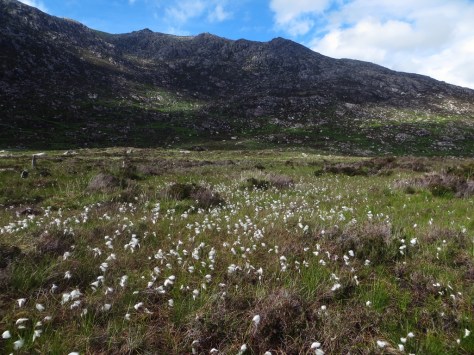 Blanket bog Cwmfynnon